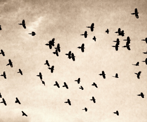 Birds In Sky wallpaper 480x400