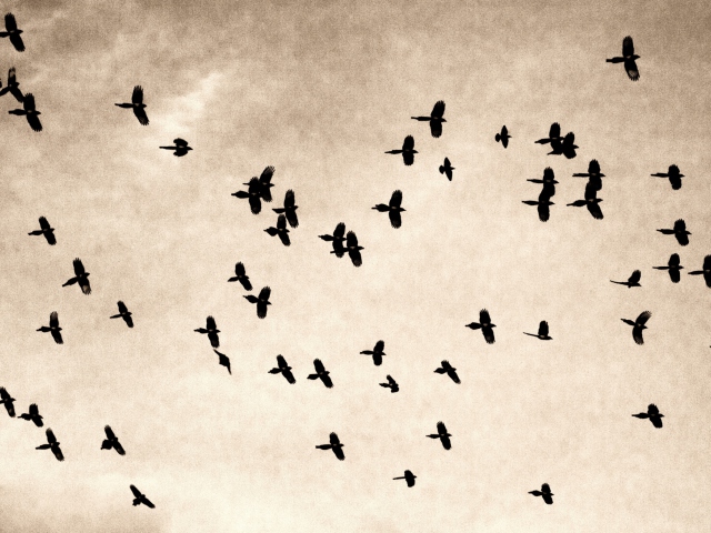 Birds In Sky wallpaper 640x480