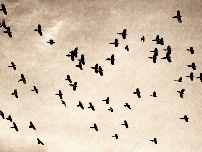 Das Birds In Sky Wallpaper 800x600