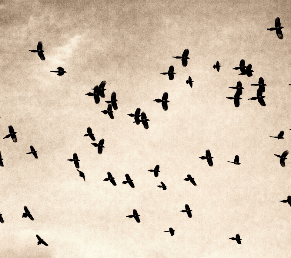 Birds In Sky wallpaper 960x854