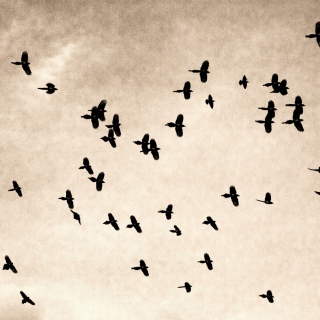 Birds In Sky - Obrázkek zdarma pro iPad mini