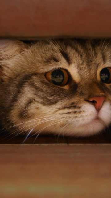 Das Cat Under Bed Wallpaper 360x640