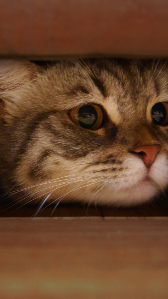 Cat Under Bed screenshot #1 640x1136