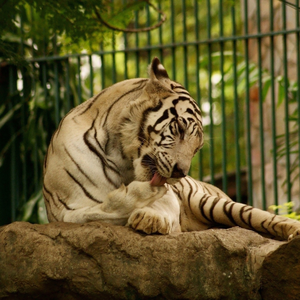 Fondo de pantalla White Tiger in Zoo 1024x1024