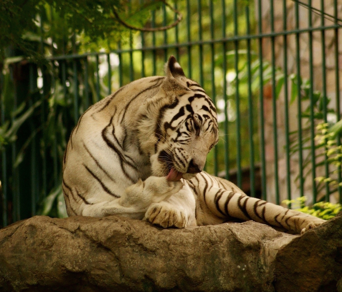 White Tiger in Zoo wallpaper 1200x1024