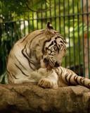 Fondo de pantalla White Tiger in Zoo 128x160