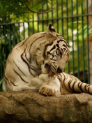 White Tiger in Zoo screenshot #1 132x176