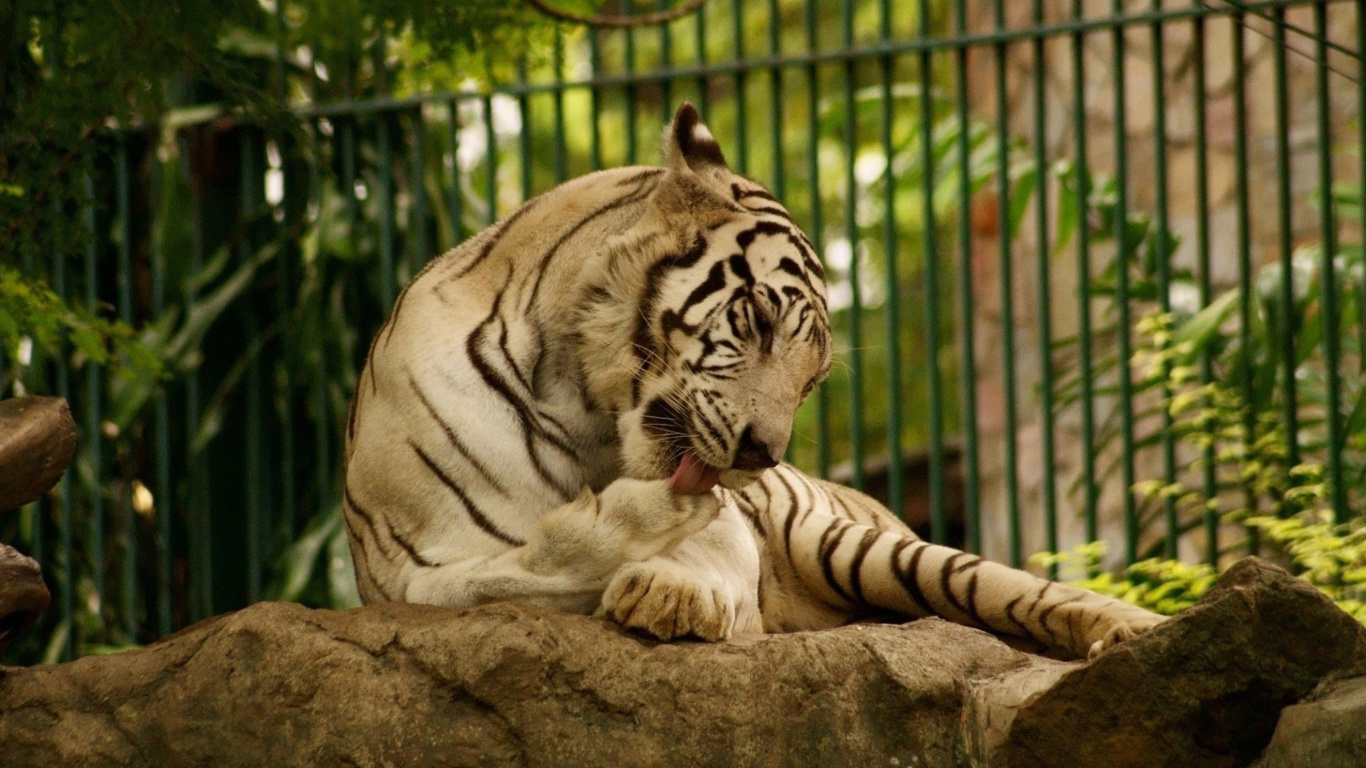 Обои White Tiger in Zoo 1366x768