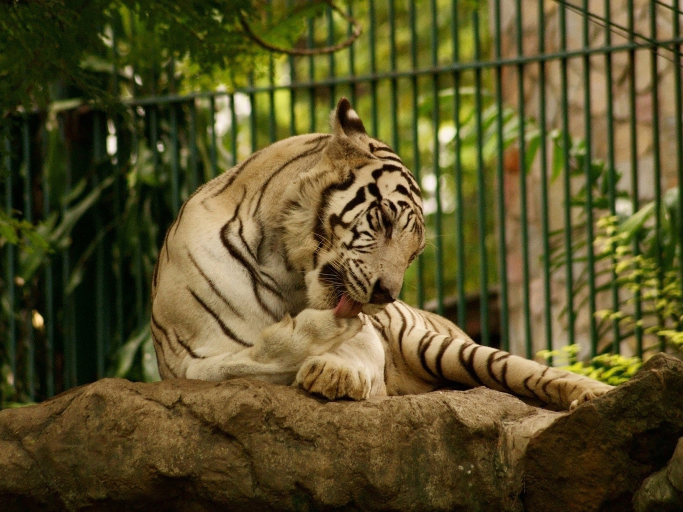 Fondo de pantalla White Tiger in Zoo 1400x1050