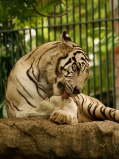 Обои White Tiger in Zoo 240x320
