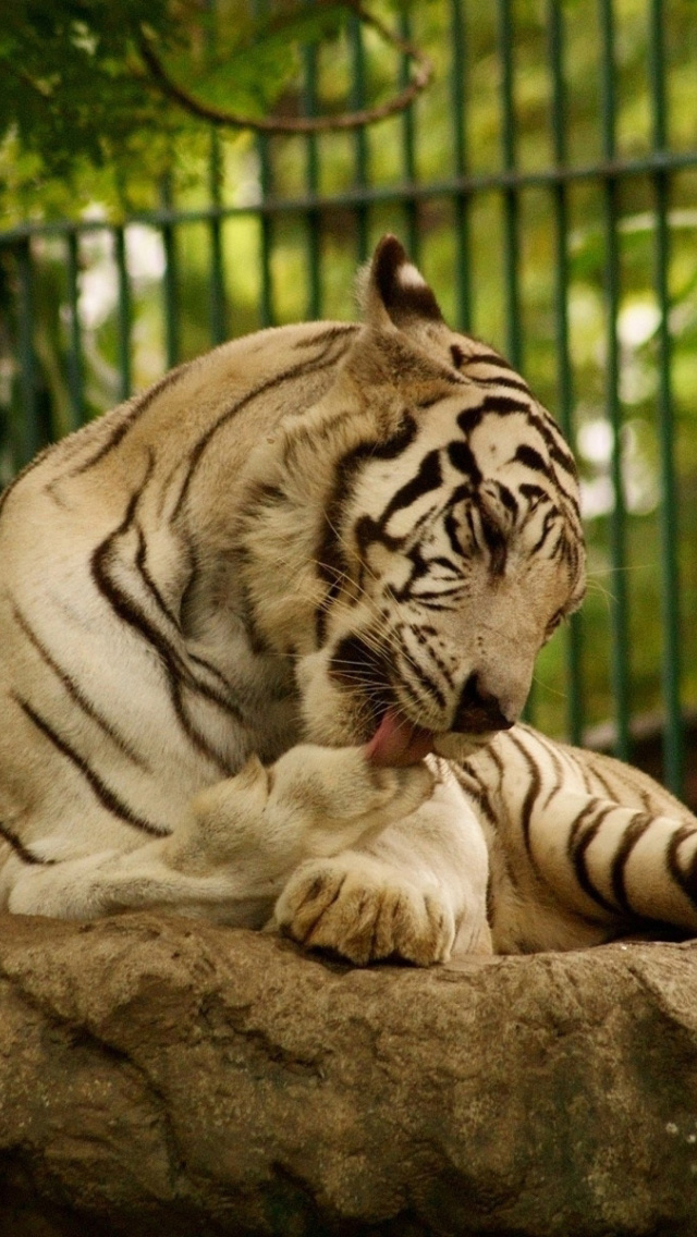 Fondo de pantalla White Tiger in Zoo 640x1136