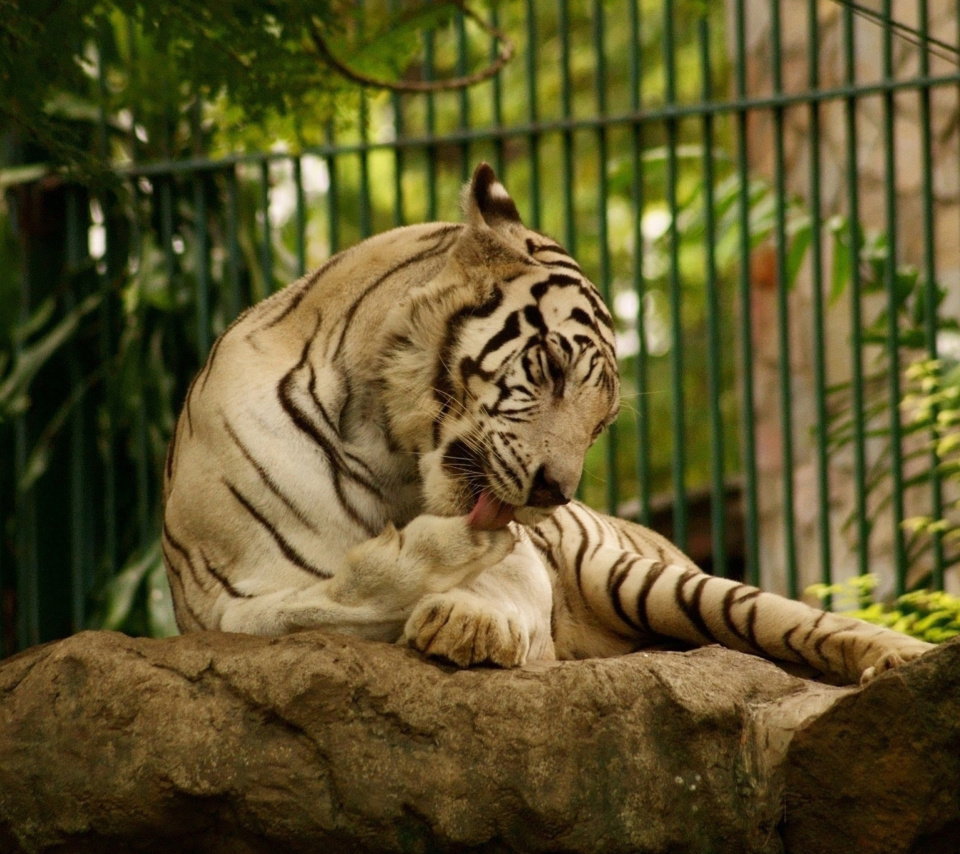 Fondo de pantalla White Tiger in Zoo 960x854