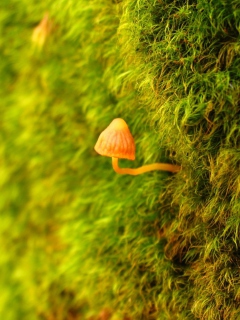 Little Sprout screenshot #1 240x320