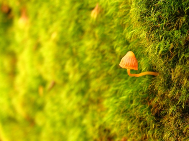 Little Sprout screenshot #1 640x480