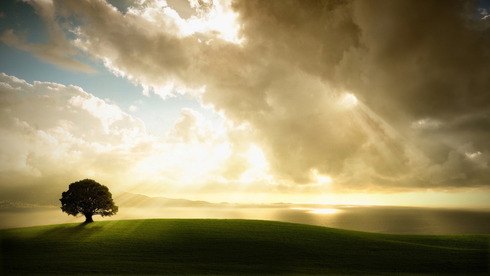 Lonely Tree Under Sun Lights screenshot #1 1600x900