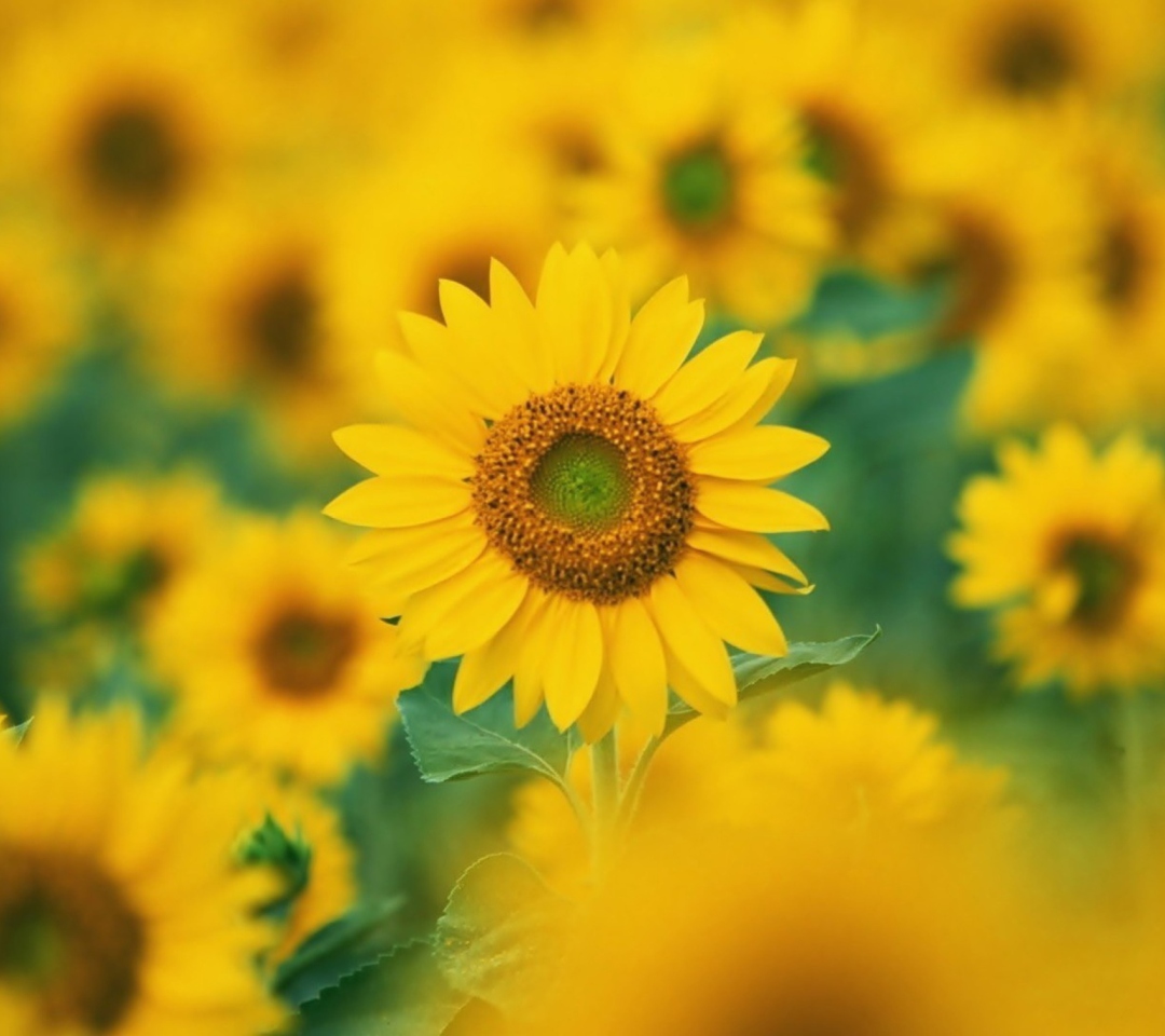 Fondo de pantalla Sunflowers 1080x960