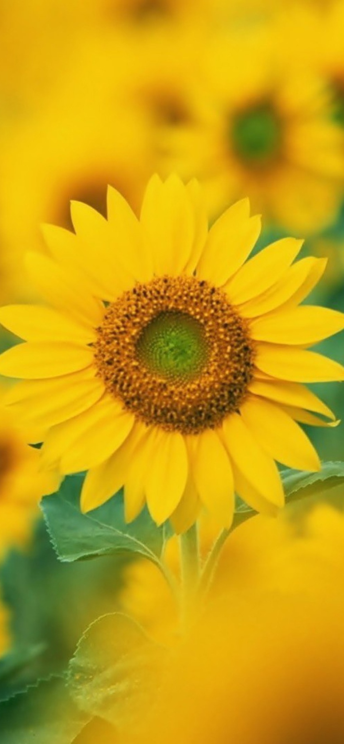 Fondo de pantalla Sunflowers 1170x2532