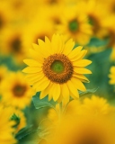Screenshot №1 pro téma Sunflowers 128x160