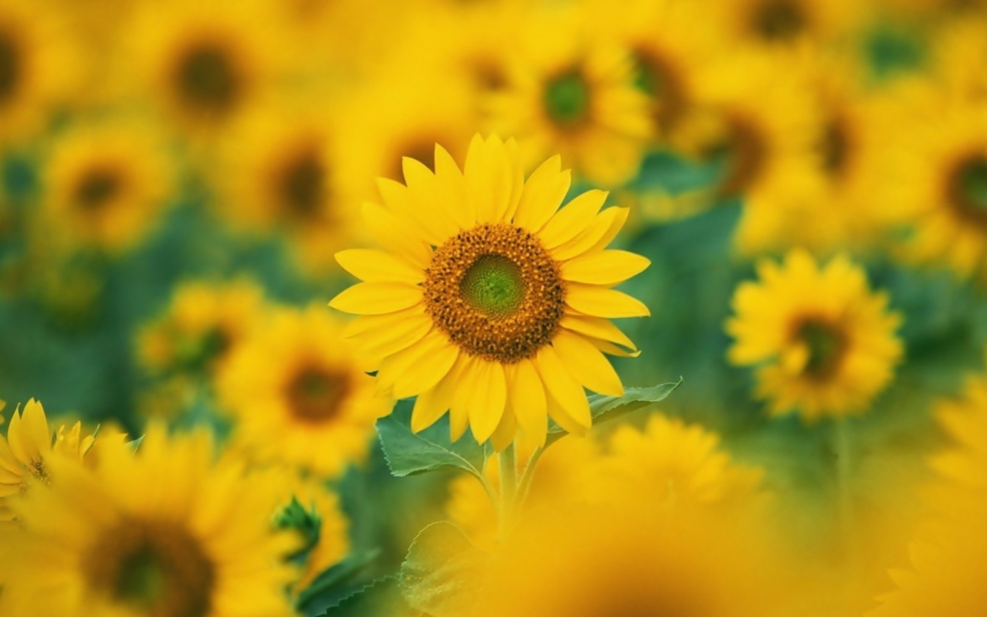 Das Sunflowers Wallpaper 1440x900