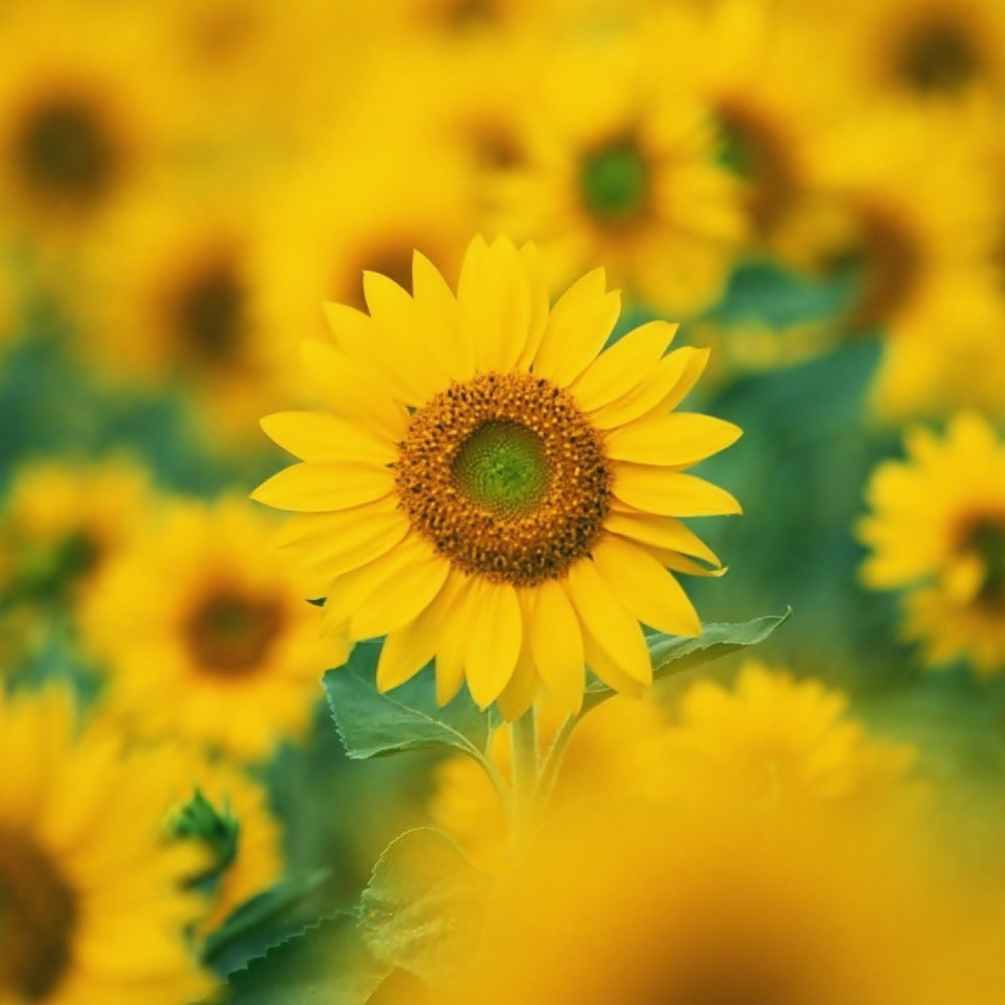 Обои Sunflowers 2048x2048