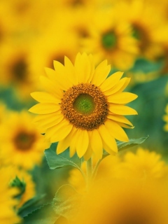 Fondo de pantalla Sunflowers 240x320