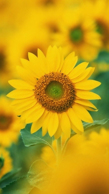 Обои Sunflowers 360x640