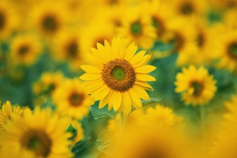 Fondo de pantalla Sunflowers 480x320
