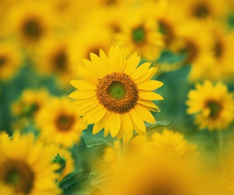Обои Sunflowers 480x400