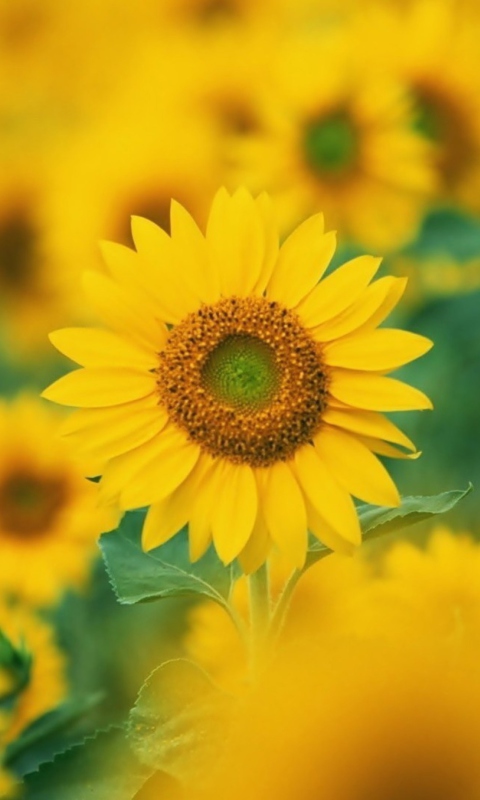 Fondo de pantalla Sunflowers 480x800