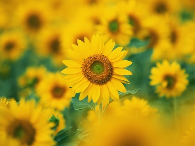 Sunflowers wallpaper 640x480