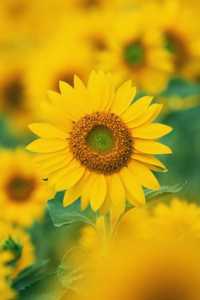 Fondo de pantalla Sunflowers 640x960