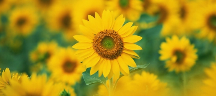 Обои Sunflowers 720x320