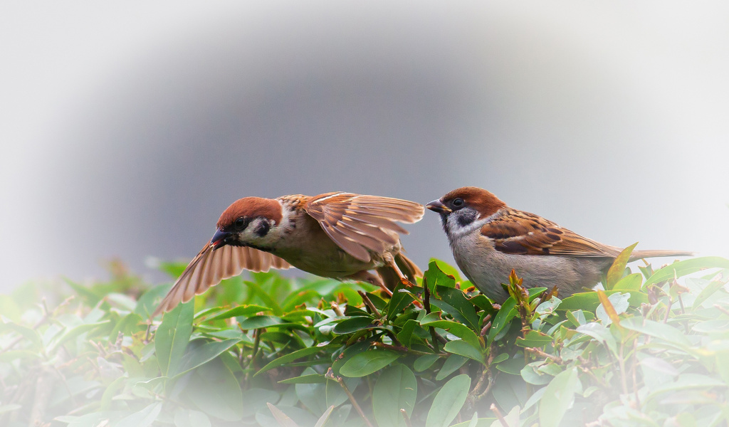 Обои Sparrow couple 1024x600
