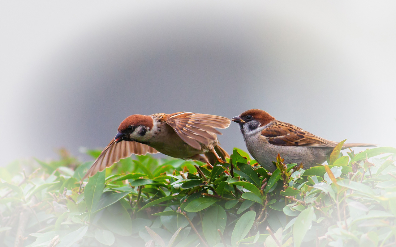 Обои Sparrow couple 1280x800