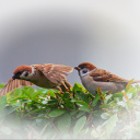 Обои Sparrow couple 128x128