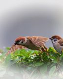 Das Sparrow couple Wallpaper 128x160