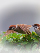 Fondo de pantalla Sparrow couple 132x176