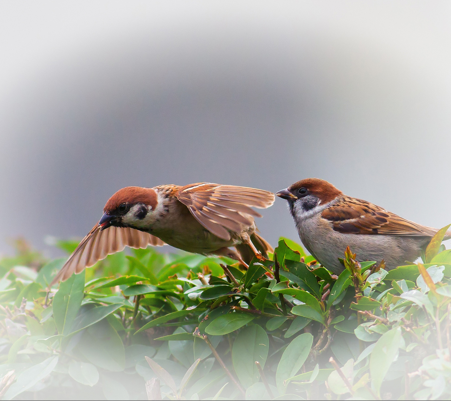 Обои Sparrow couple 1440x1280