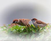 Sfondi Sparrow couple 176x144
