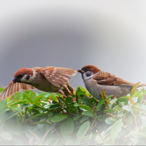 Fondo de pantalla Sparrow couple 208x208