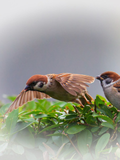 Das Sparrow couple Wallpaper 240x320