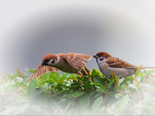 Обои Sparrow couple 320x240