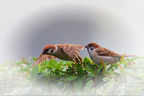 Обои Sparrow couple 480x320