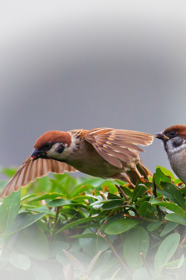 Das Sparrow couple Wallpaper 640x960
