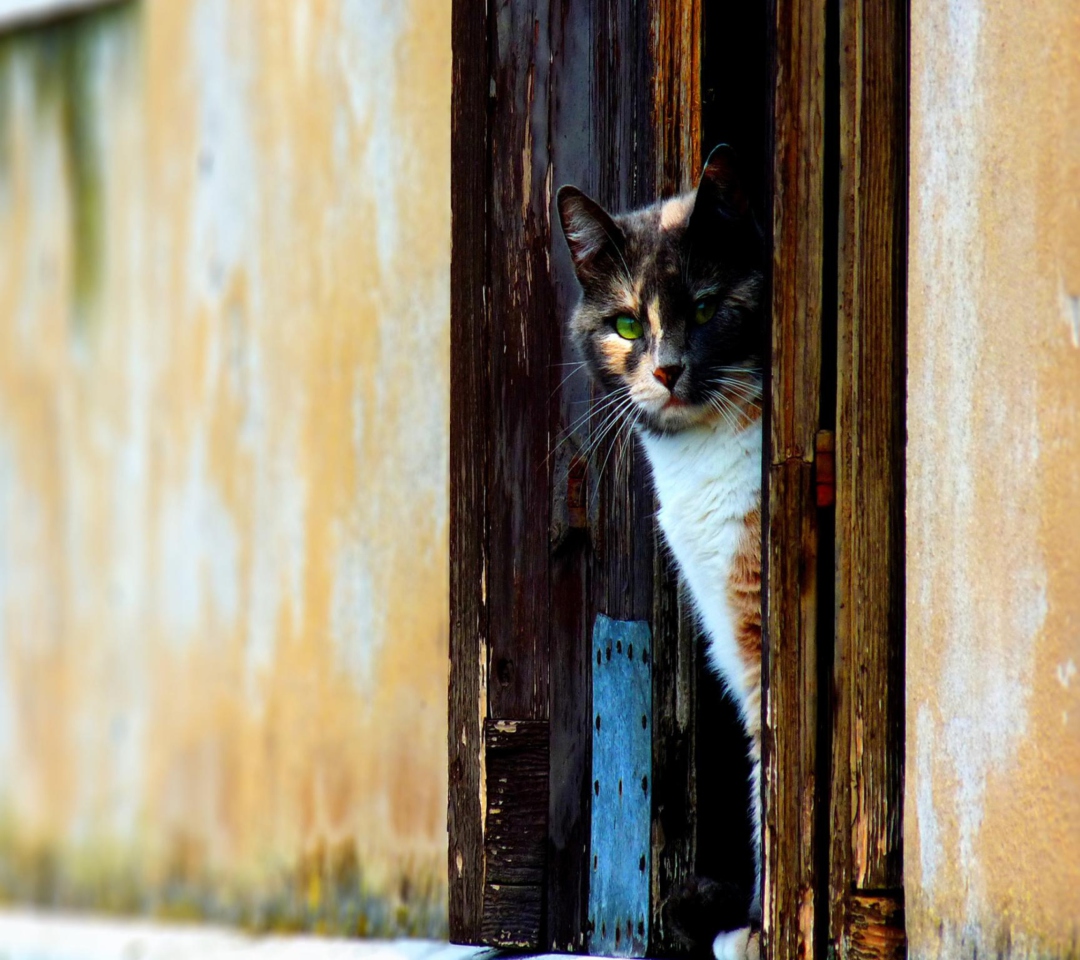 Fondo de pantalla Cat Looking From Door 1080x960