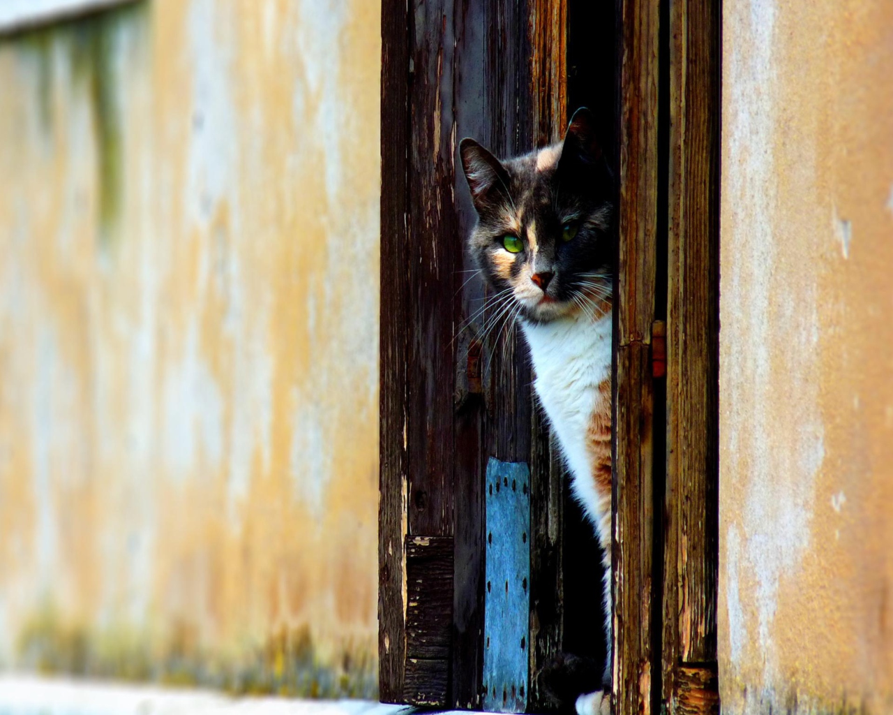 Cat Looking From Door wallpaper 1280x1024