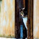 Sfondi Cat Looking From Door 128x128