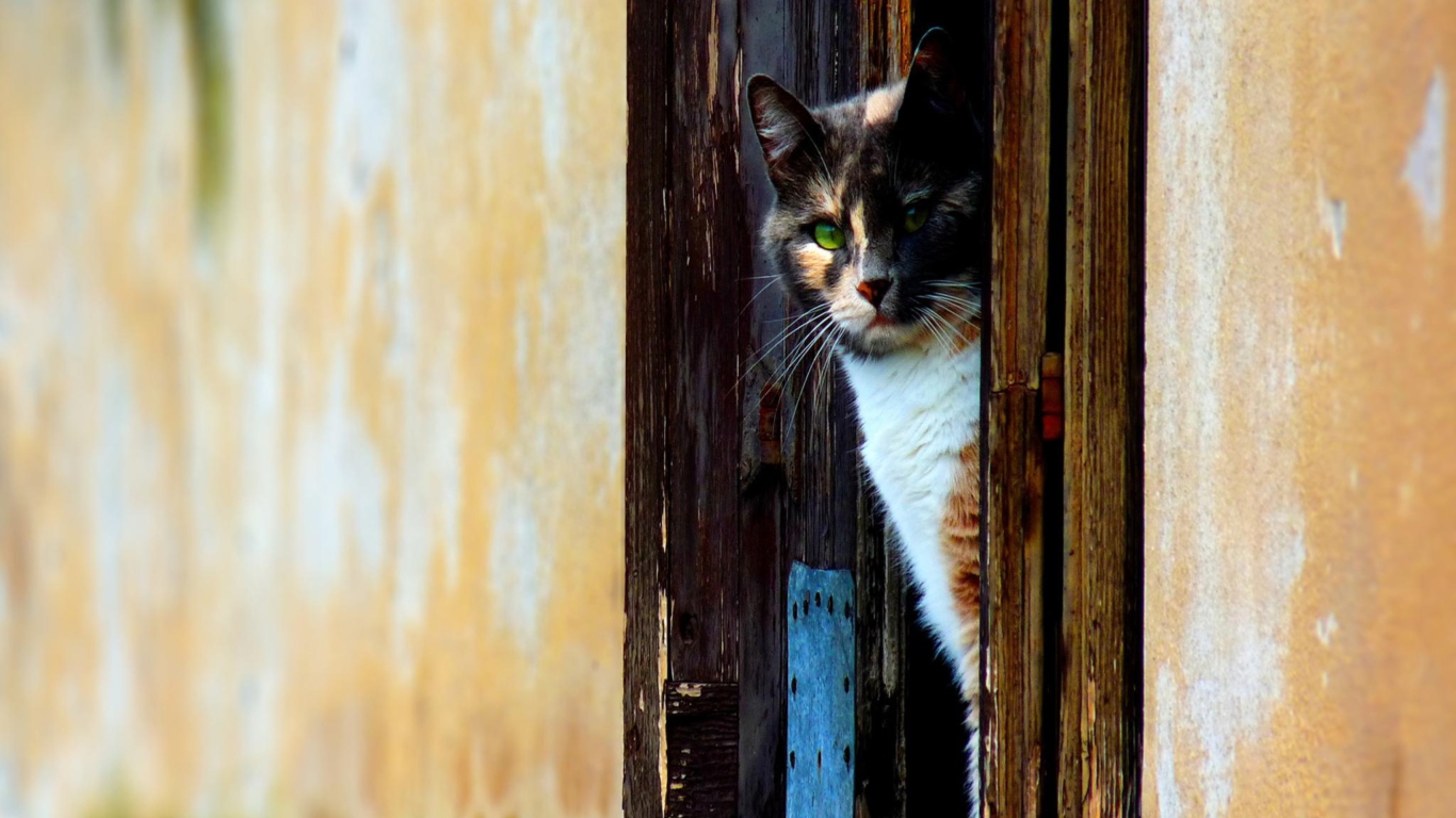 Cat Looking From Door wallpaper 1366x768