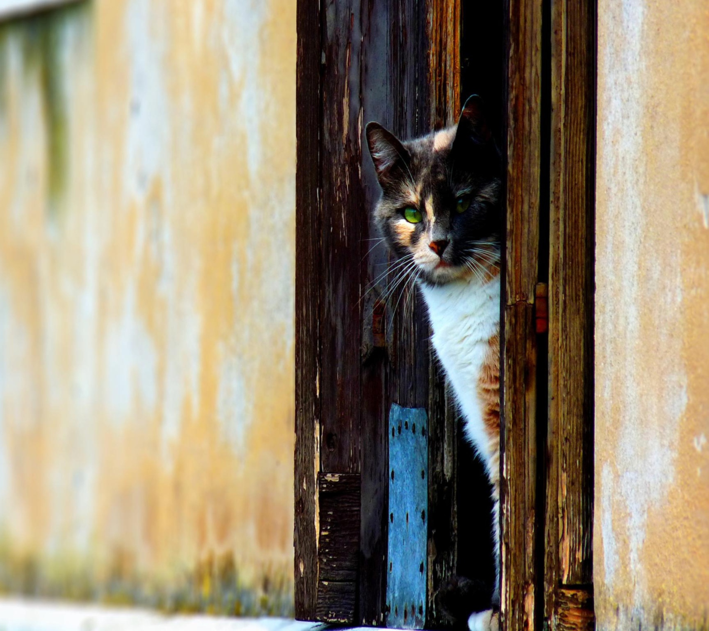 Sfondi Cat Looking From Door 1440x1280