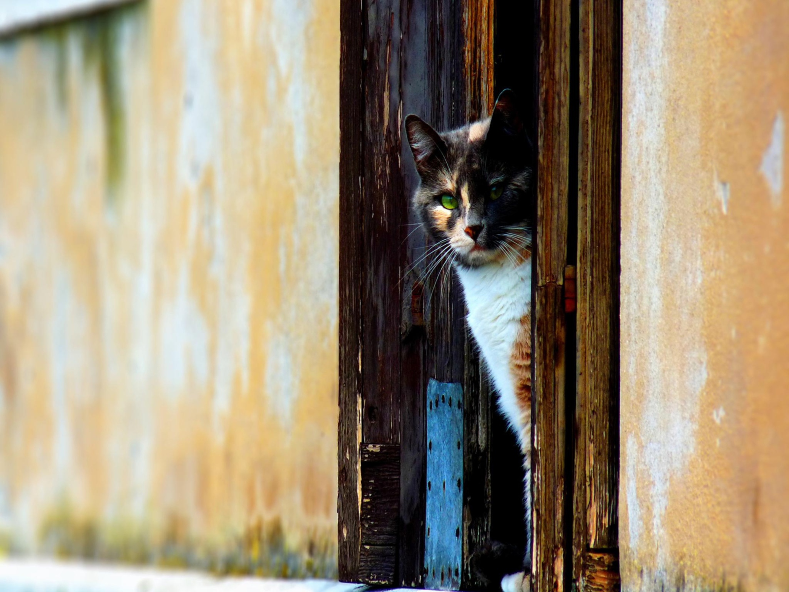Cat Looking From Door screenshot #1 1600x1200